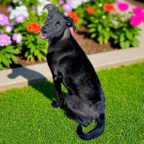 Thumbnail photo of Puddin #1