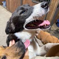 Thumbnail photo of Lacey #2