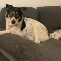 Thumbnail photo of Cher #2