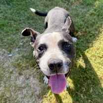 Thumbnail photo of Orca #1