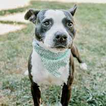 Thumbnail photo of Orca #2