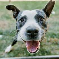 Thumbnail photo of Orca #3