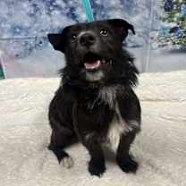 Thumbnail photo of Blitz #1