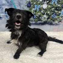 Thumbnail photo of Blitz #2