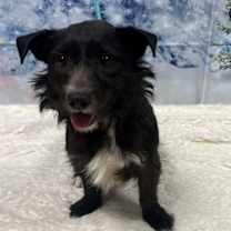 Thumbnail photo of Blitz #3