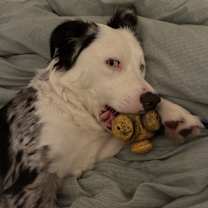 Thumbnail photo of Clover #2