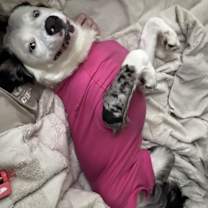 Thumbnail photo of Clover #3