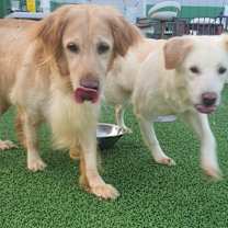 Thumbnail photo of Merry #3