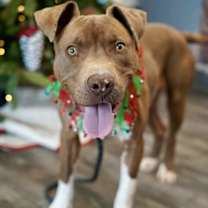 Thumbnail photo of Tripp #1