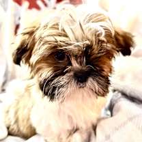 Thumbnail photo of Rubato #2