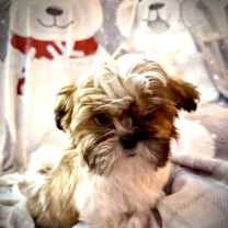 Thumbnail photo of Rubato #3