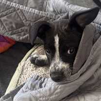 Thumbnail photo of Quentin #3