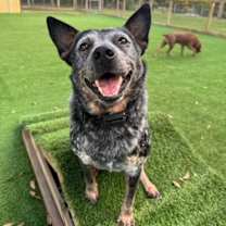 Thumbnail photo of  BLUE #1