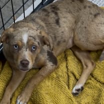 Thumbnail photo of Cindy Lou #2