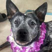 Thumbnail photo of  BLUE #2