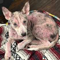 Thumbnail photo of Poppy  #1