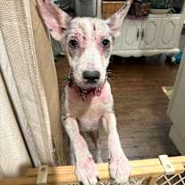 Thumbnail photo of Poppy  #2