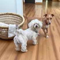 Thumbnail photo of Sparkle the dog #3