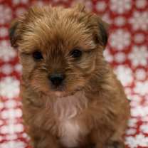 Thumbnail photo of Santa #3