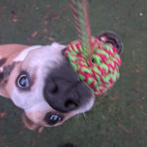 Thumbnail photo of Roxanne #3