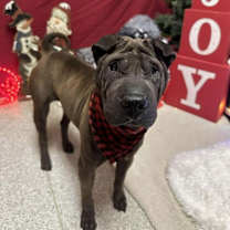 Thumbnail photo of Lulu #2