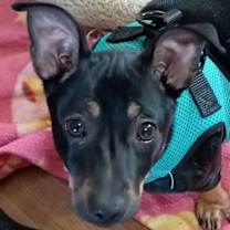 Thumbnail photo of Holly #1