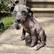 Thumbnail photo of Josie #4