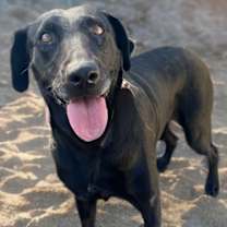 Thumbnail photo of Zelda #2