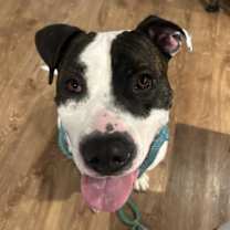 Thumbnail photo of BENNY BOY #1