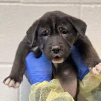 Thumbnail photo of Griffindog #2