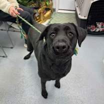 Thumbnail photo of Luna Belle #2