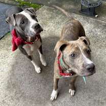 Thumbnail photo of Lazlo #3