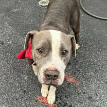 Thumbnail photo of Korra #3