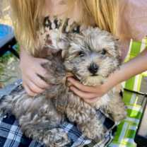 Thumbnail photo of Bennie #2