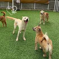 Thumbnail photo of Baekdol #4