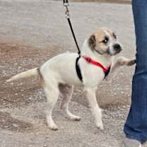 Thumbnail photo of Jack Jack * #1