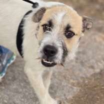 Thumbnail photo of Jack Jack * #3