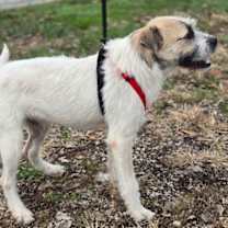 Thumbnail photo of Jack Jack * #4