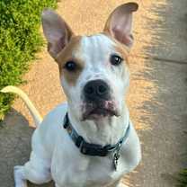 Thumbnail photo of Potato #2