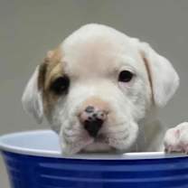 Thumbnail photo of Finnick #4