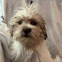 Thumbnail photo of Rhapsody #1