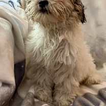 Thumbnail photo of Rhapsody #2