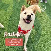 Thumbnail photo of Baekdol #2