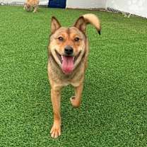 Thumbnail photo of Kongtteok #4