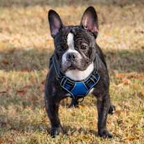 Thumbnail photo of Rocky #2