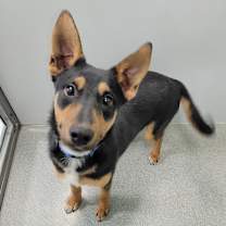 Thumbnail photo of Tank #2