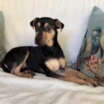 Thumbnail photo of Vinny #3