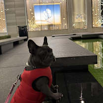 Thumbnail photo of Pearl #2