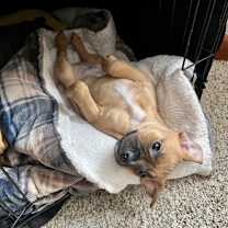 Thumbnail photo of Jelly Roll #2