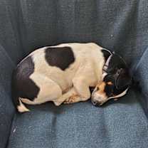 Thumbnail photo of Tatum #3